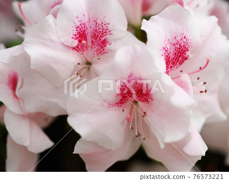 杜鵑花盛開等待春天 76573221