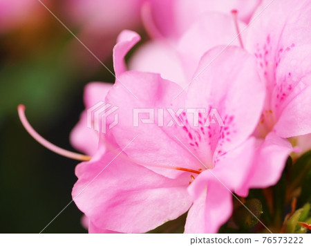 Azalea in full bloom waiting for spring Azalea in full bloom waiting for spring 76573222