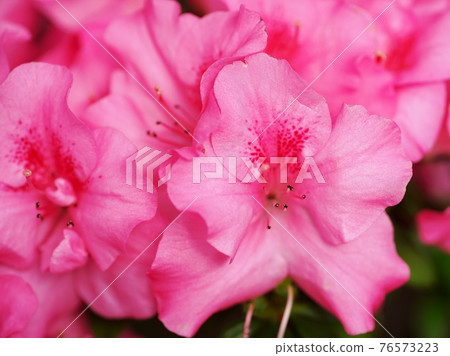 Azalea in full bloom waiting for spring 76573223