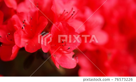 杜鵑花盛開等待春天 杜鵑花盛開等待春天 76573226