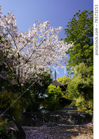 Kumedera Tahoto Spring scenery Kumedera Tahoto Spring scenery 76573253