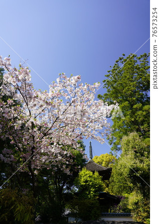 久米寺太保戶春景 久米寺太保戶春景 76573254