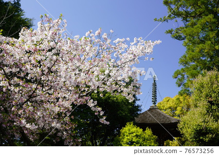 久米寺太保戶春景 久米寺太保戶春景 76573256