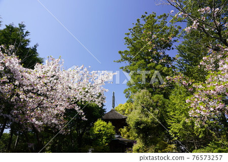 久米寺太保戶春景 久米寺太保戶春景 76573257