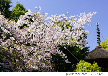 Kumedera Tahoto Spring scenery Kumedera Tahoto Spring scenery 76573258