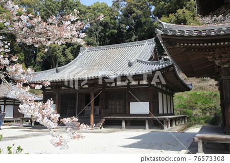 長法寺正殿和櫻花 76573308
