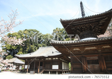 Chohoji Temple Tahoto，正殿和櫻花 76573312