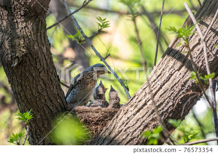Thrush fieldfare, Turdus pilaris, in a nest with chicks Thrush fieldfare, Turdus pilaris, in a nest with chicks 76573354