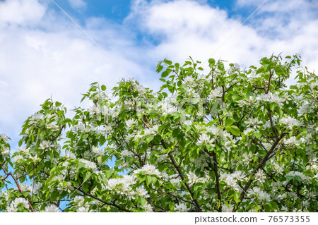 White blossoming apple trees. White apple tree flowers 76573355