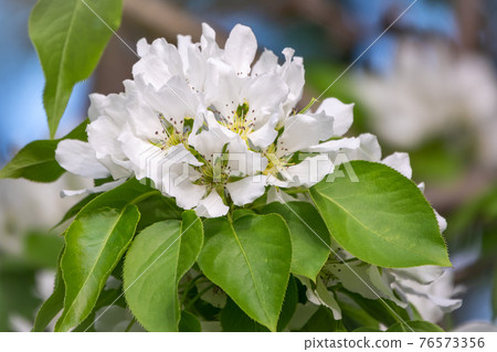 White blossoming apple trees. White apple tree flowers 76573356