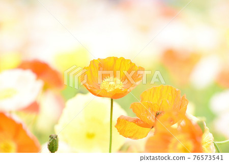 Iceland Poppy Flower Field Iceland Poppy Flower Field 76573541
