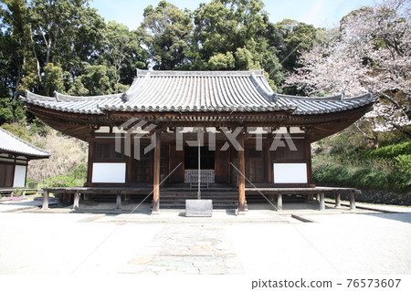 Chohoji main hall and cherry blossoms 76573607