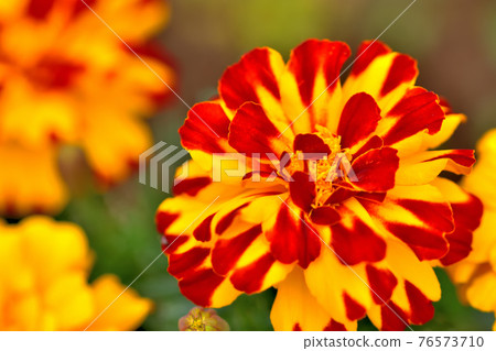 追尾市民的森林金盞花 76573710