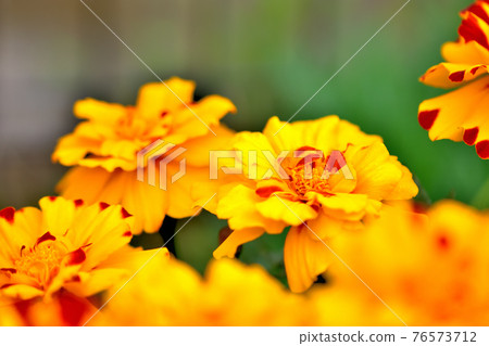 Oiwake Citizen's Forest Marigold Oiwake Citizen's Forest Marigold 76573712