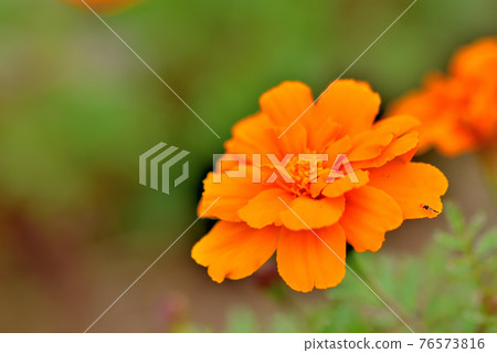Oiwake Citizen's Forest Marigold 76573816