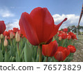 Tulips blooming beautifully at Munam Ecological Park in Cheongju on a clear day 76573829