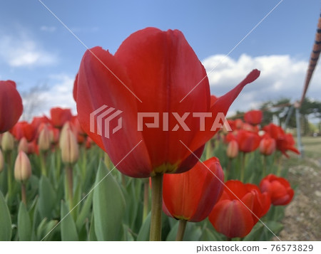 Tulips blooming beautifully at Munam Ecological Park in Cheongju on a clear day 76573829