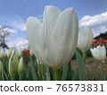 Tulips blooming beautifully at Munam Ecological Park in Cheongju on a clear day 76573831