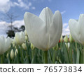 Tulips blooming beautifully at Munam Ecological Park in Cheongju on a clear day 76573834