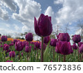 Tulips blooming beautifully at Munam Ecological Park in Cheongju on a clear day 76573836