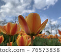 Tulips blooming beautifully at Munam Ecological Park in Cheongju on a clear day 76573838