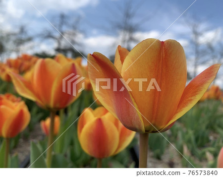 Tulips blooming beautifully at Munam Ecological Park in Cheongju on a clear day 76573840