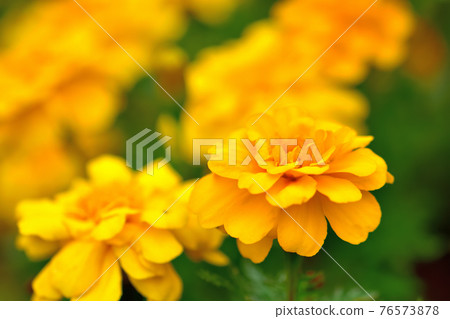 Oiwake Citizen's Forest Marigold 76573878