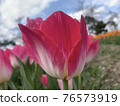 Tulips at Munam Ecological Park in Cheongju the day after the rain 76573919