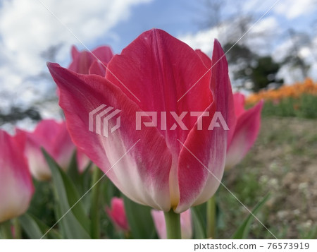 Tulips at Munam Ecological Park in Cheongju the day after the rain Tulips at Munam Ecological Park in Cheongju the day after the rain 76573919