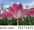 Tulips at Munam Ecological Park in Cheongju the day after the rain 76573925