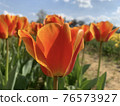 Tulips at Munam Ecological Park in Cheongju the day after the rain 76573927