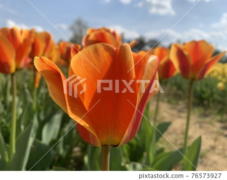 Tulips at Munam Ecological Park in Cheongju the day after the rain Tulips at Munam Ecological Park in Cheongju the day after the rain 76573927