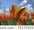 Tulips at Munam Ecological Park in Cheongju the day after the rain 76573929