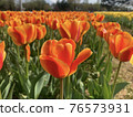 Tulips at Munam Ecological Park in Cheongju the day after the rain 76573931