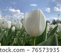Tulips at Munam Ecological Park in Cheongju the day after the rain 76573935