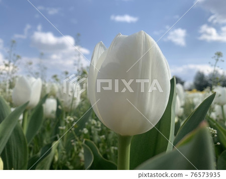 Tulips at Munam Ecological Park in Cheongju the day after the rain Tulips at Munam Ecological Park in Cheongju the day after the rain 76573935