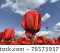 Tulips at Munam Ecological Park in Cheongju the day after the rain 76573937