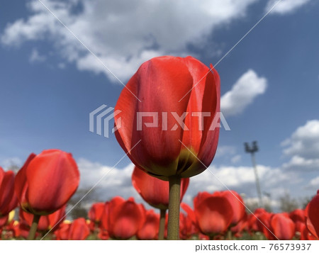Tulips at Munam Ecological Park in Cheongju the day after the rain Tulips at Munam Ecological Park in Cheongju the day after the rain 76573937