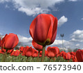 Tulips at Munam Ecological Park in Cheongju the day after the rain 76573940