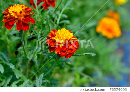 Oiwake Citizen's Forest Marigold Oiwake Citizen's Forest Marigold 76574003