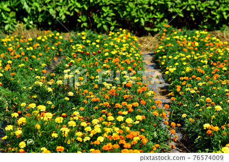 Oiwake Citizen's Forest Marigold 76574009
