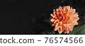 Autumn orange dahlia flower. 76574566