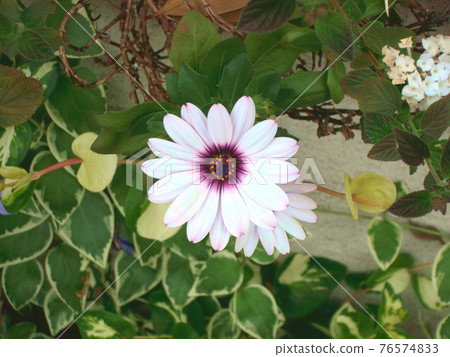 White flower Osteospermum White flower Osteospermum 76574833