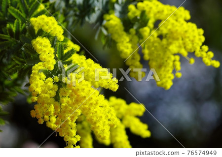 Beautiful mimosa acacia 76574949