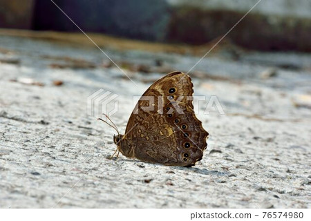 Neope muirheadi nagasawae Matsumura, 1 Neope muirheadi nagasawae Matsumura, 1 76574980