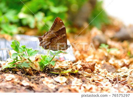 白尾黑蔭蝶(大幽眼蝶)(Zophoessa dura) 白尾黑蔭蝶(大幽眼蝶)(Zophoessa dura) 76575297