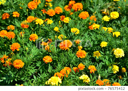 Oiwake Citizen's Forest Marigold Oiwake Citizen's Forest Marigold 76575412