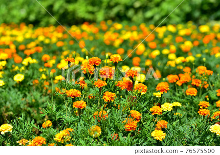 Oiwake Citizen's Forest Marigold Oiwake Citizen's Forest Marigold 76575500