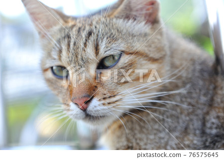 溫馴可愛的寵物貓 溫馴可愛的寵物貓 76575645