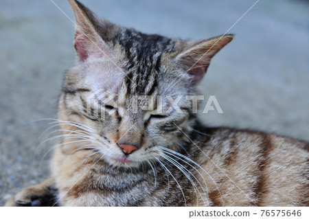 溫馴可愛的寵物貓 76575646